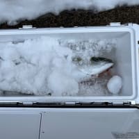 2025/02/28の釣り