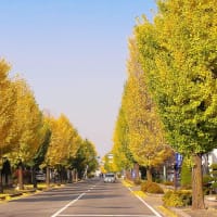 塩尻市街地の街路樹の紅葉