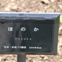 東沢バラ公園　１