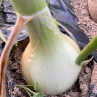 家庭菜園