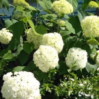 昨日映画を見に行った通りに咲く花々