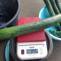 畑の様子（１週間を振り返り）