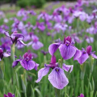 城北菖蒲園