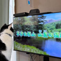くりりんの大好きなテレビプログラム