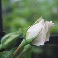 ダウンベストの洗濯