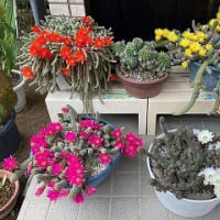 サボテン