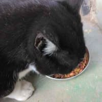 猫でも役立つ？