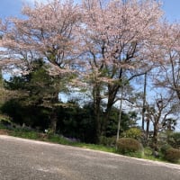 大きくなった桜の木！