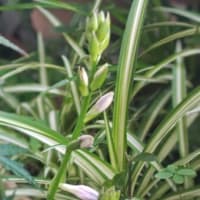 ｢霜柱と蝋梅の森｣高知編の翌々日に蕾らしくなった擬宝珠