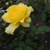 相模原北公園の薔薇