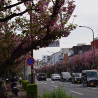 四季折々1084　　八重桜の街路樹