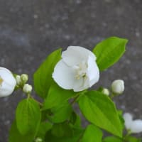 白いさわやかな梅花ウツギの花