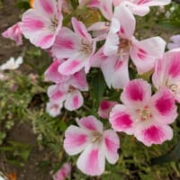 ゴデチアという新顔の花を見て