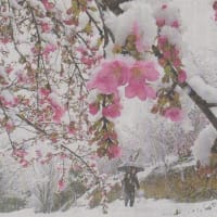 河津桜に雪が