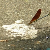 初夏の林道での生き物たち