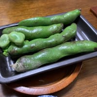 木更津の天豆も美味しい季節に！