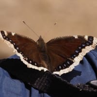 尾瀬ヶ原の野鳥たち2025
