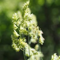 キバネツノトンボの産卵ラッシュは終わっていた。15個の卵塊を確認。ヤマホタルブクロ、ミヤマウグイスカグラ、エゴノキ。淡竹とサバ水煮缶（妻女山里山通信）