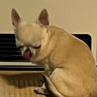 こむぎ君