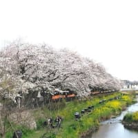 野川夜桜祭り！