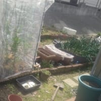スナックえんどうに防虫ネット　‘25