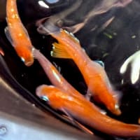 変わりメダカ　レッドクリフ　紅白