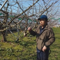 一昨年の悪夢が…サクランボが心配に