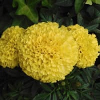 ご挨拶