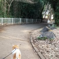 クリンへの想いは尽きなくて・・・311