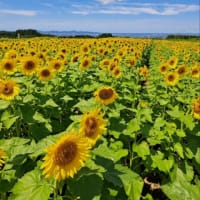 夏休み終了🌻🌴🍉🌻