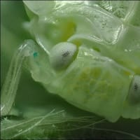 '24 昆虫の頭・顔  ～オオシラホシハゴロモの幼虫～