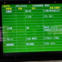 イワシの大群っ