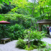 鎌倉散歩～一条恵観山荘・庭園