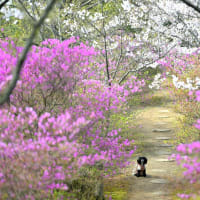 伯方島 開山公園の桜①