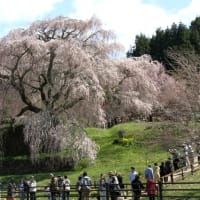 宇陀の又兵衛桜