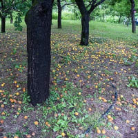 長閑さの中で。