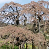 桜の記憶・三春の滝桜
