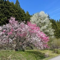 源平咲き