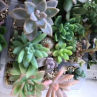 多肉植物を育てて4年目