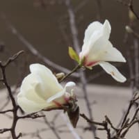 月一の歯科診察・桜開花する。