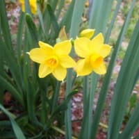 カボチャの種を半分掘り返して植え直した
