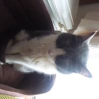 見慣れぬ猫…
