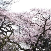 般若寺ｴﾄﾞﾋｶﾞﾝ枝垂れ桜