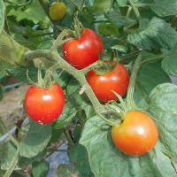 ＜我が家の菜園523＞　トマト　収穫