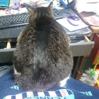 いつ振りだろか