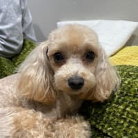 幸せを連れてきたワンコ・・