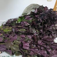 梅雨の合間に赤しそ漬け