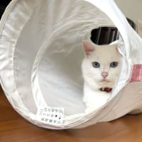 キャットトンネル