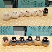 ぽっちゃり文鳥講座 in 岐阜　栄
