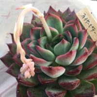 TANIKU様 相府連 Deluxe TANIKU】 - 多肉植物専門店ビスタ公式ブログ 埼玉